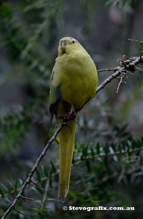 Elegant Parrot