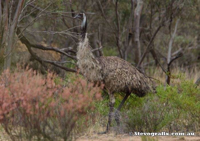 Emu