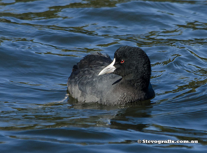 Eurasian Coot