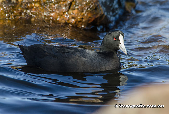 Eurasion Coot