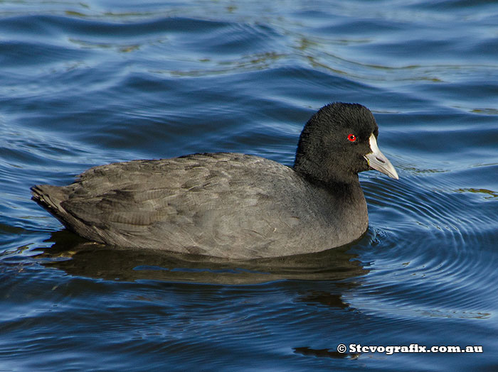 Eurasian Coot