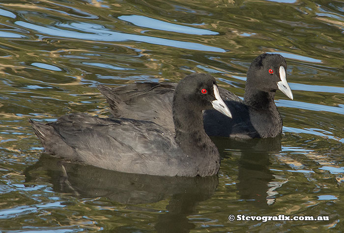 Eurasion Coot