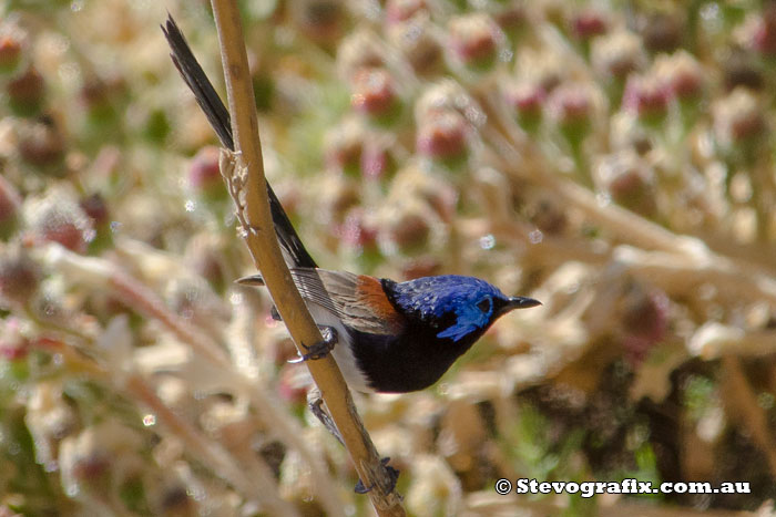 Variegated Fairy-wren