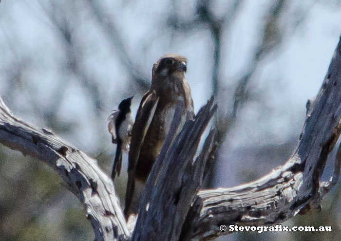 Brown Falcon