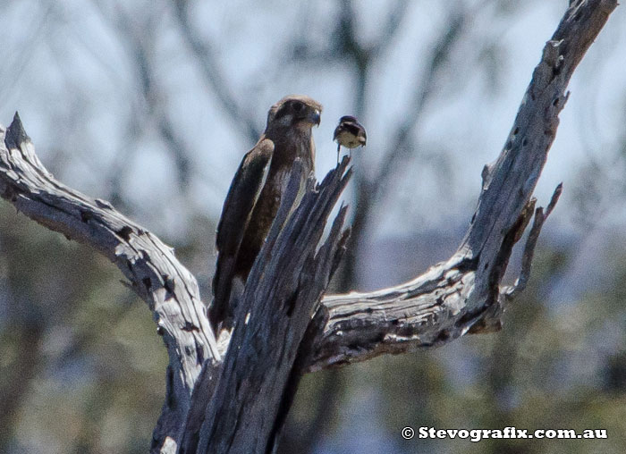 Brown Falcon