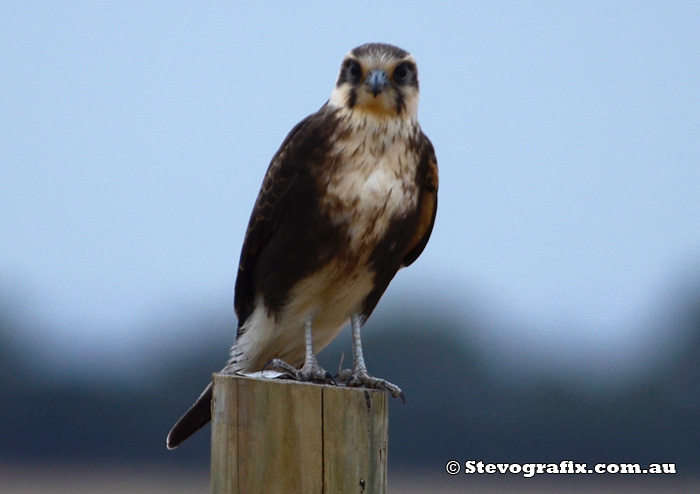 Brown Falcon