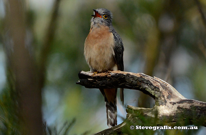 Fan-tailed Cuckoo