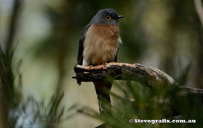 Fan-tailed Cuckoo at Bambara Sept 2013