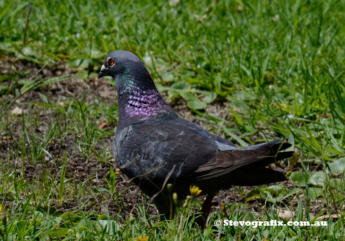 Feral Pigeon