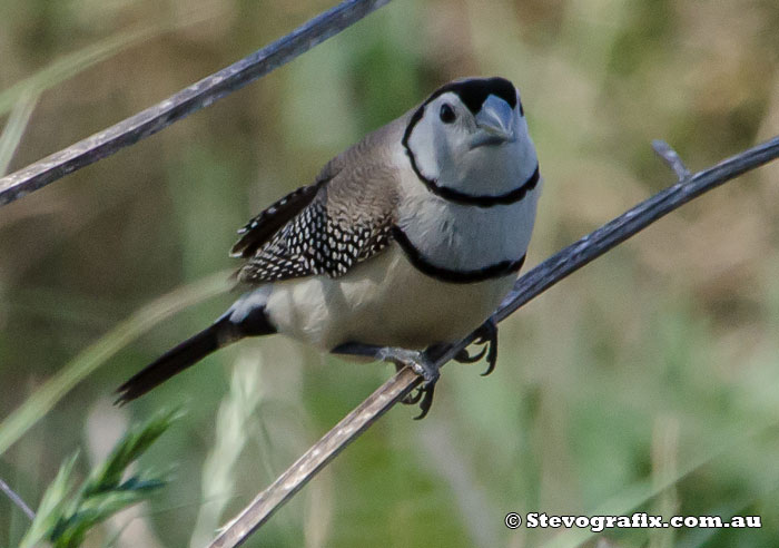 Double-barred Finch