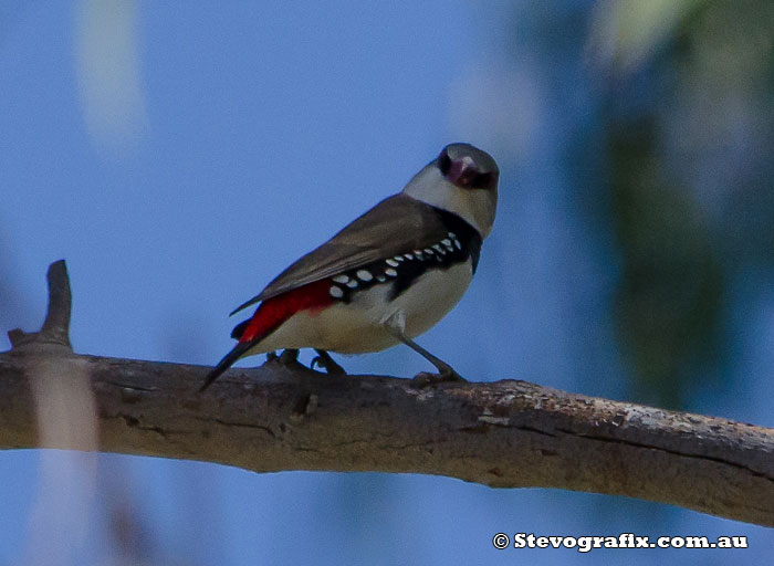 Diamond Firetail