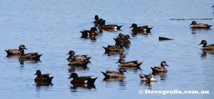 Flock of Grey & Chestnut Teal