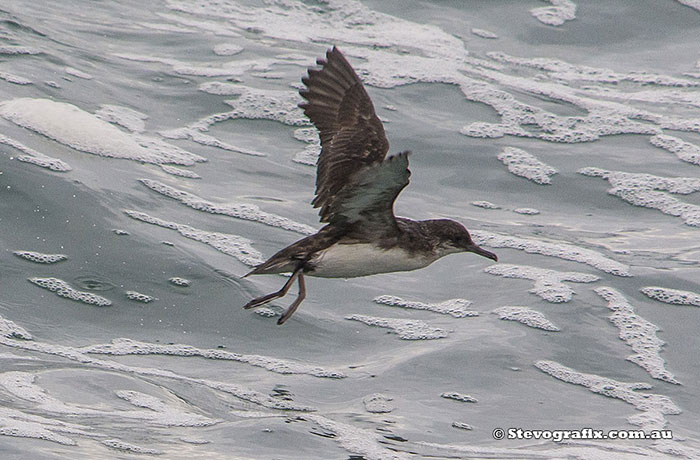 Fluttering Shearwater