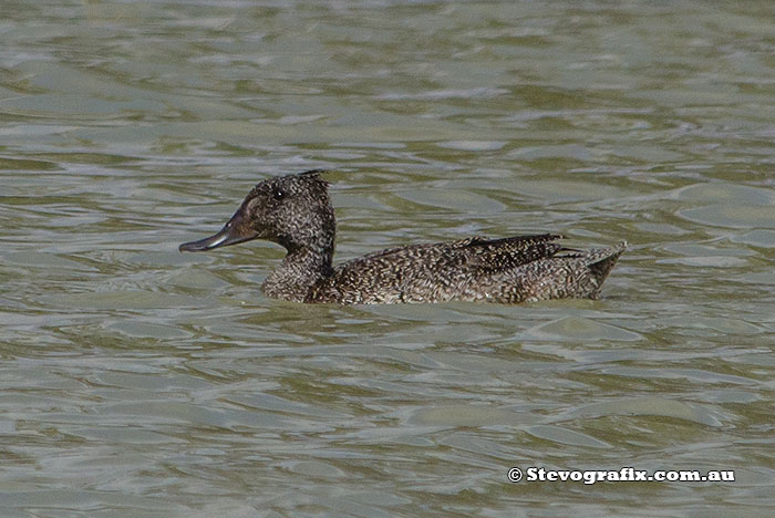 Freckled Duck