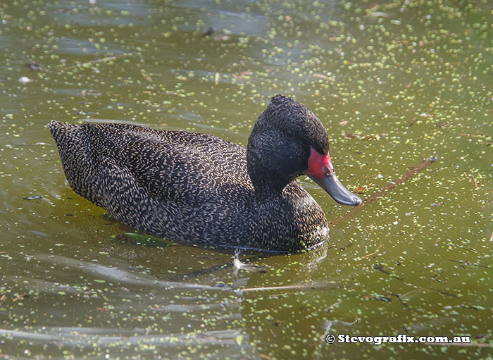 Freckled Duck