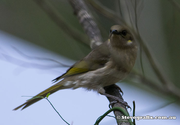 Fuscous Honeyeater