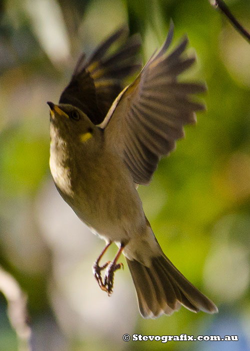 Fuscous Honeyeater