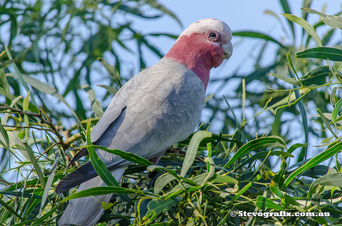 Galah