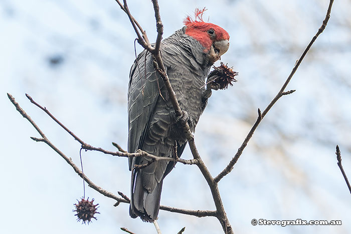 Gang-gang Cockatoo