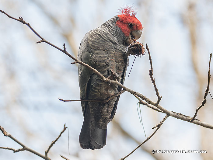 Gang-gang Cockatoo