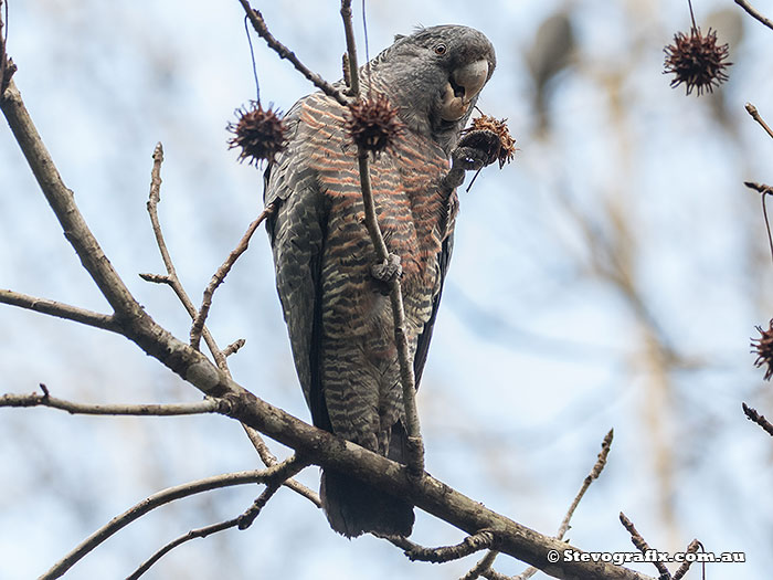 Gang-gang Cockatoo