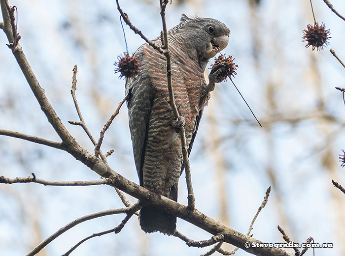 Gang-gang Cockatoo