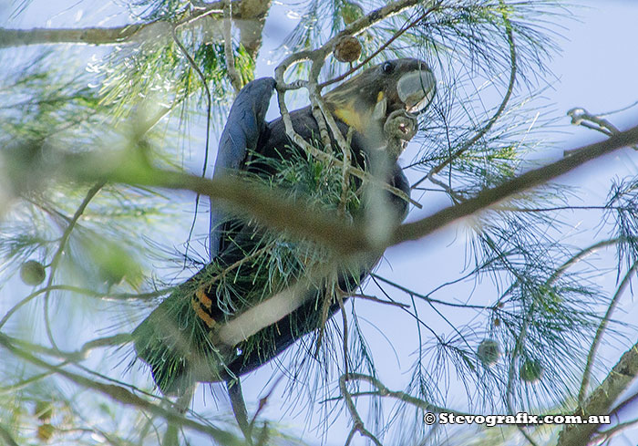 Glossy Black-cockatoo