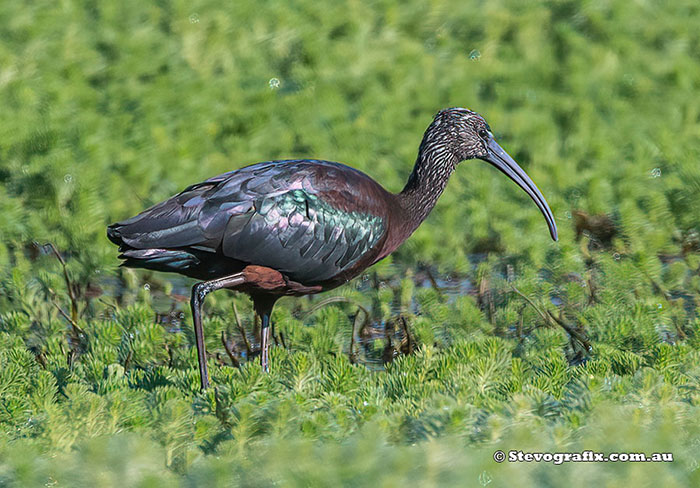 Glossy Ibis