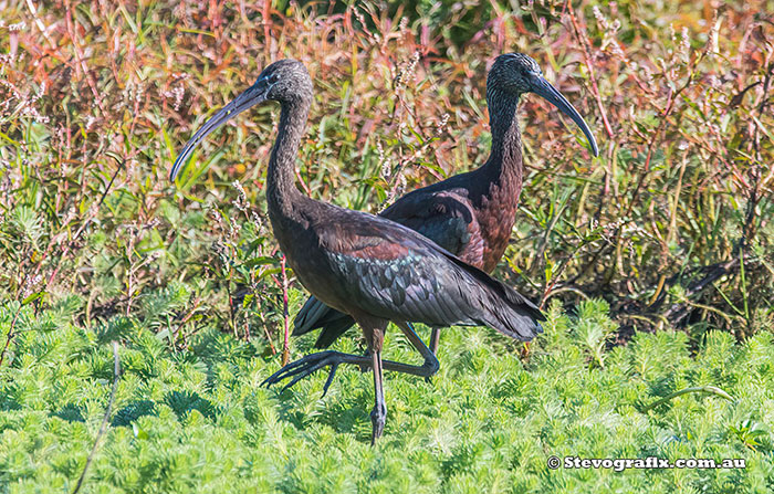 Glossy Ibis