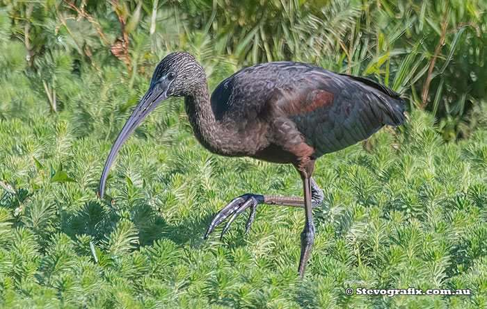 Glossy Ibis