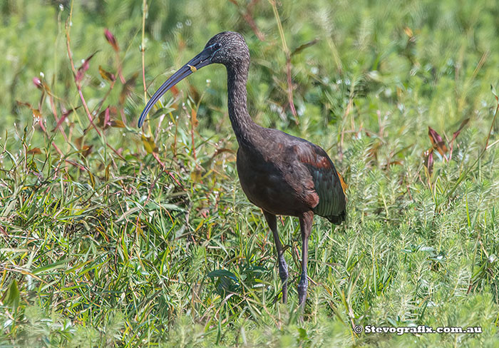 Glossy Ibis