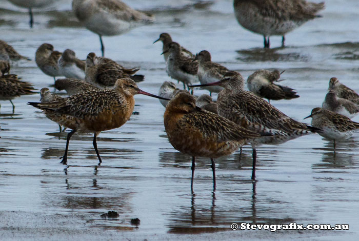 Bar-tailed Godwit showing breeding colours