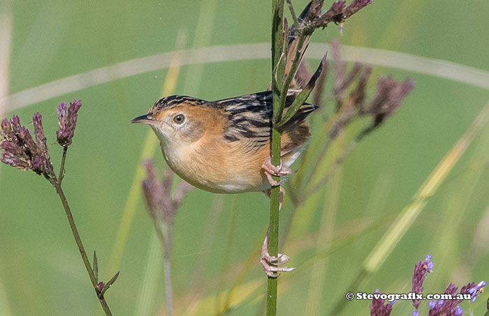 Golden-headed Cisticola