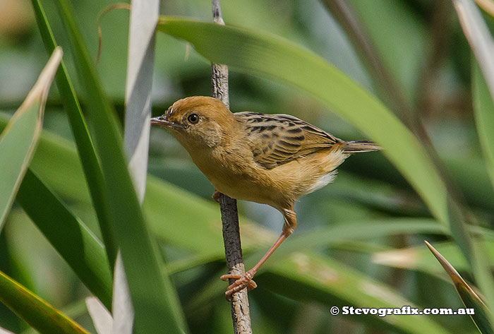 Male Golden-headed Cisticola in full breeding colours