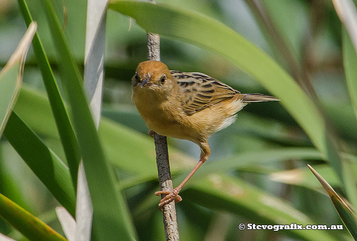 Male Golden-headed Cisticola in full breeding colours