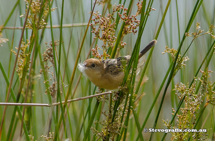 Male Golden-headed Cisticola in full breeding colours