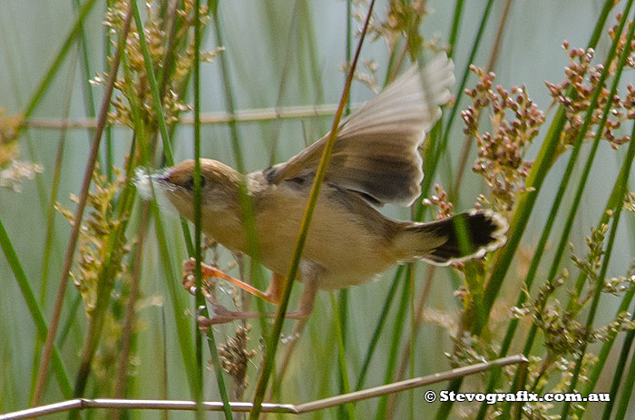 Male Golden-headed Cisticola in full breeding colours