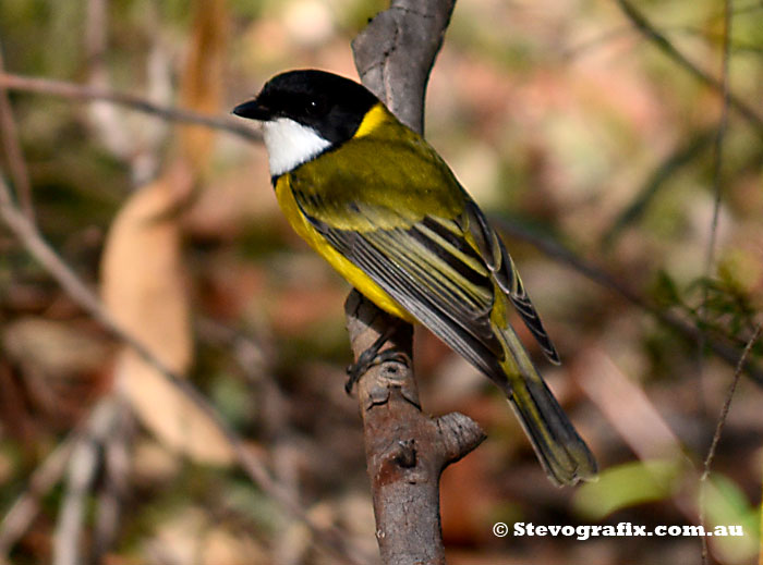 male Golden Whistler at Bambara Rd Bambara Forest near Kariong