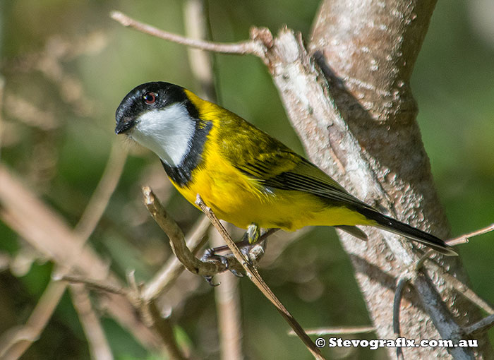 Male Golden Whistler