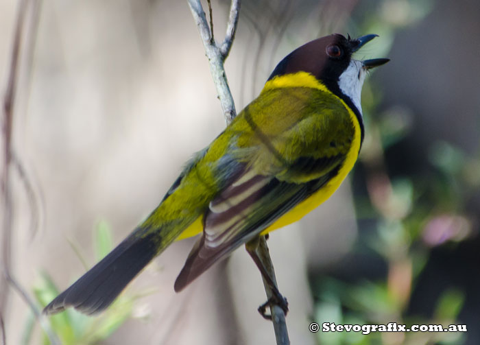 Male Golden Whistler