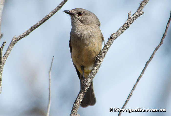 Female Golden Whistler