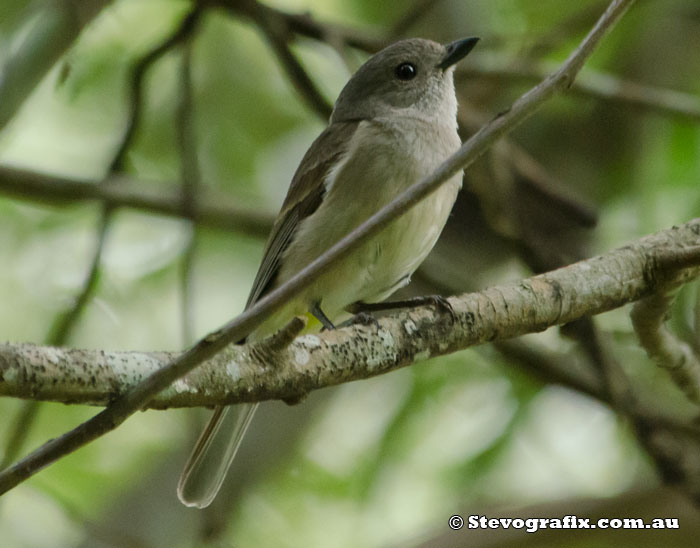 Female Golden Whistler