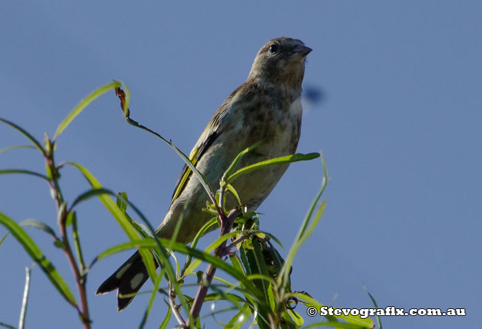 juvenile European Goldfinch