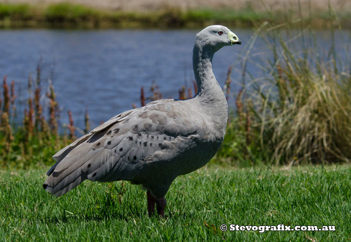 Cape Barren Goose