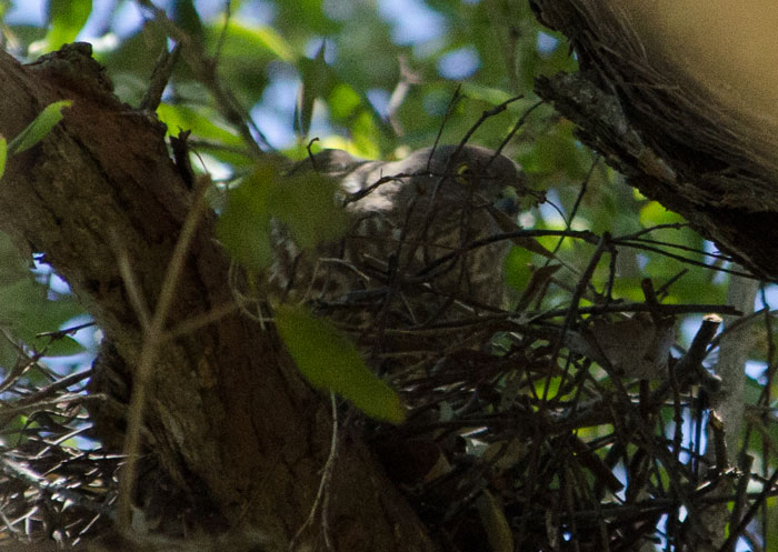 Brown Goshawk