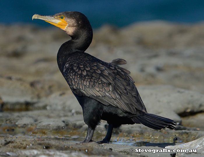 Great Cormorant