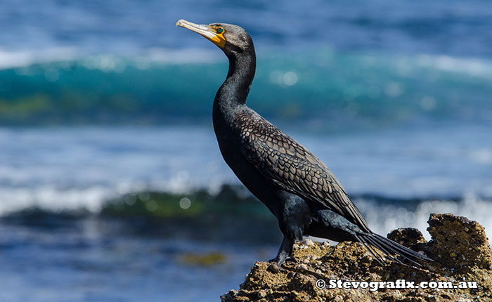 Great Cormorants & Little Black Cormorant