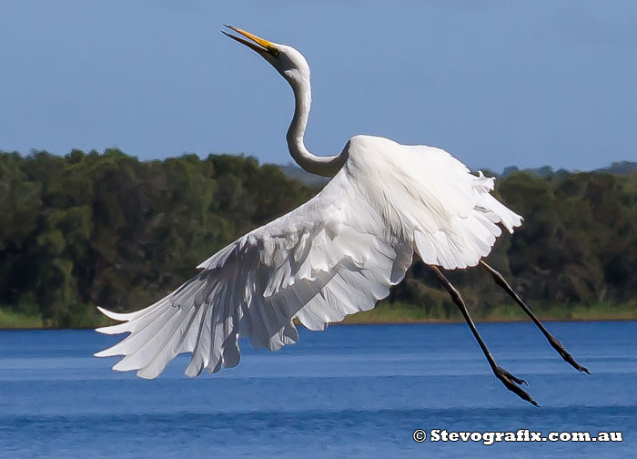 Great Egret taking off