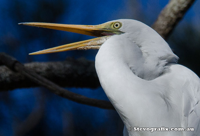 Great Egret gape