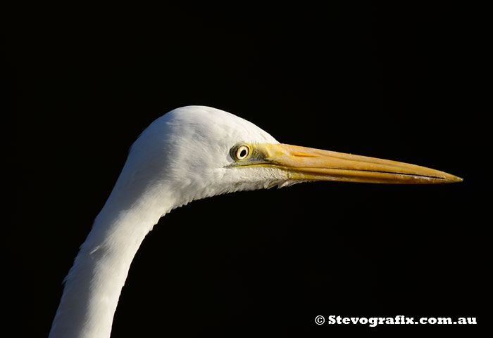 Great Egrett profile